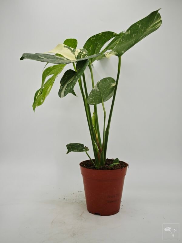 Monstera Thai Constellation (L) 3 - Imagen 10