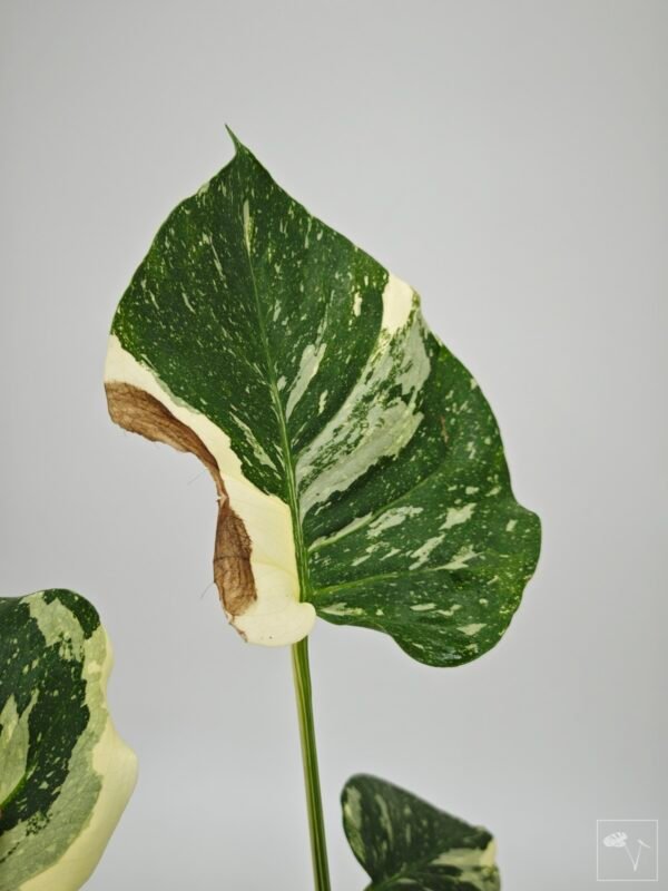 Monstera Thai Constellation (L) 4 - Imagen 2