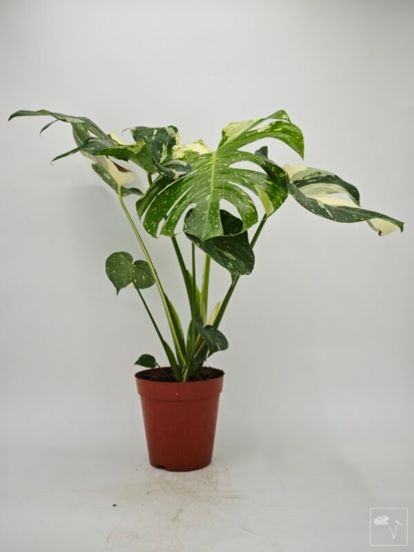 Monstera Thai Constellation (L) 4 - Imagen 4