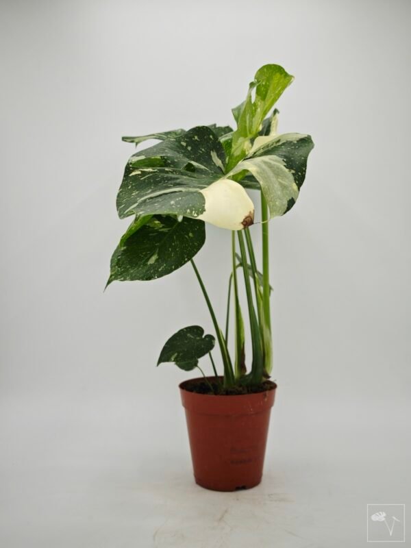 Monstera Thai Constellation (L) 4 - Imagen 5
