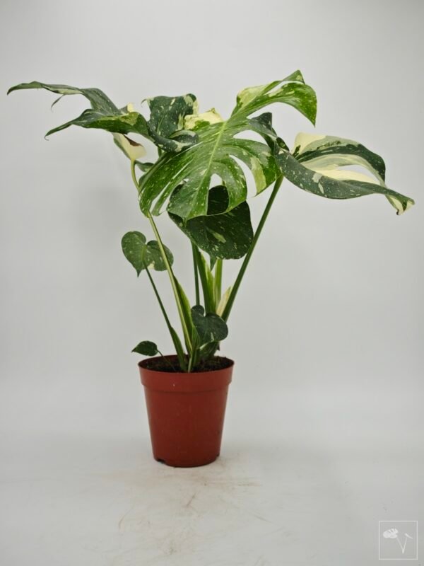 Monstera Thai Constellation (L) 4 - Imagen 6
