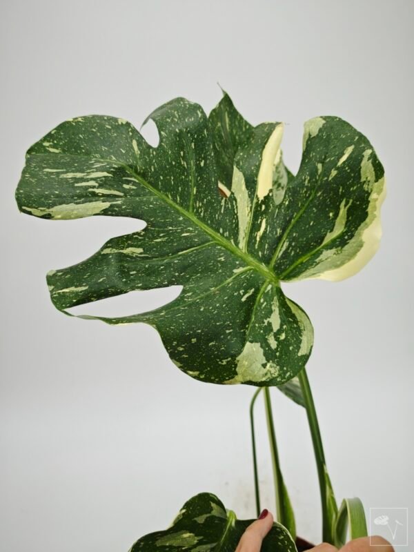 Monstera Thai Constellation (L) 4 - Imagen 7