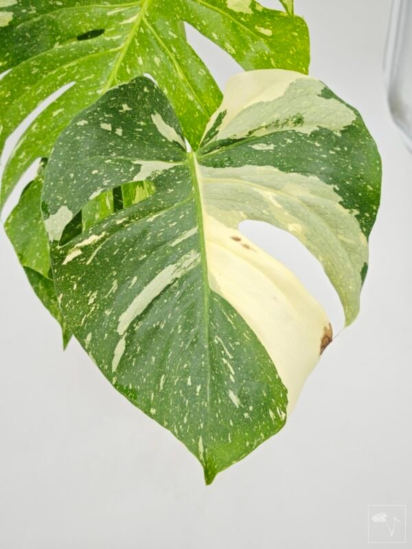 Monstera Thai Constellation (L) 4 - Imagen 8