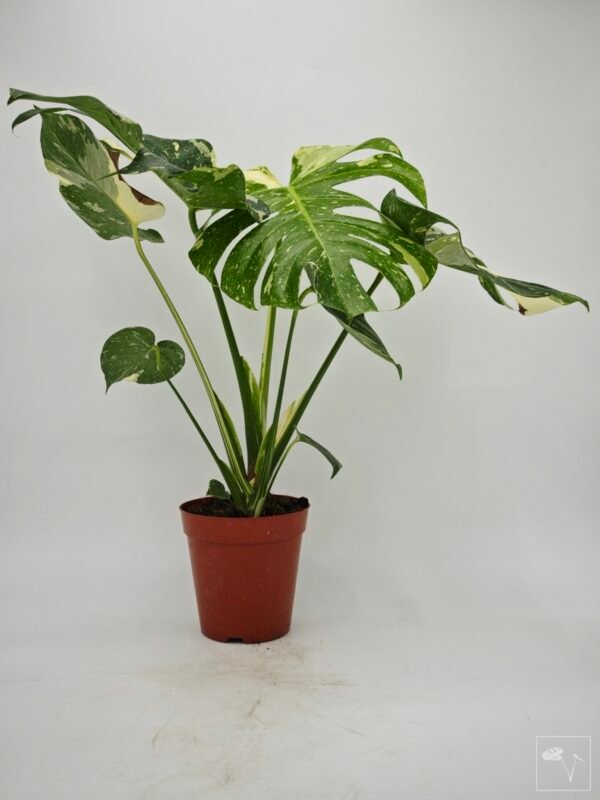 Monstera Thai Constellation (L) 4 - Imagen 9