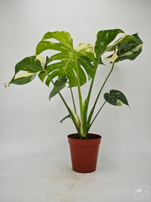 Monstera Thai Constellation (L) 4 - Imagen 10
