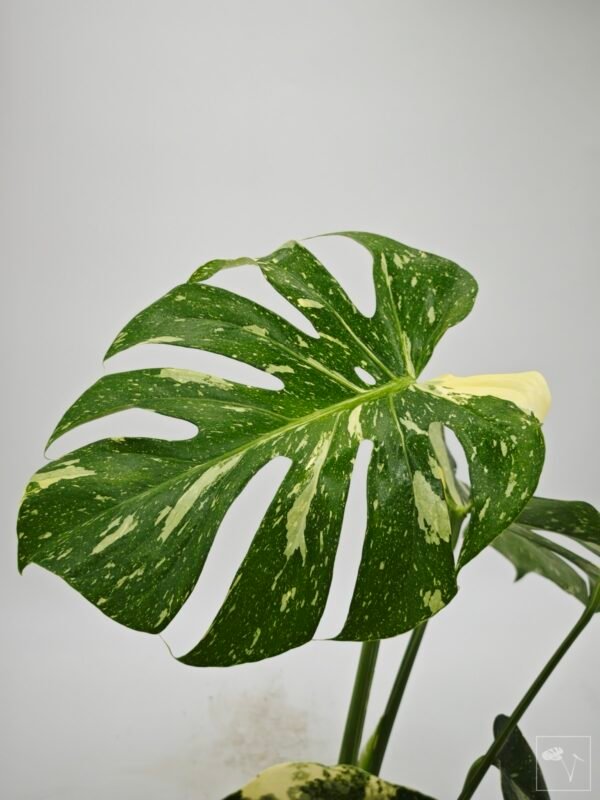Monstera Thai Constellation (L) 5 - Imagen 2