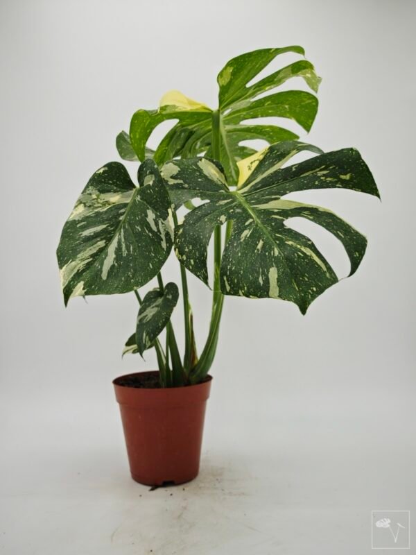 Monstera Thai Constellation (L) 5 - Imagen 3