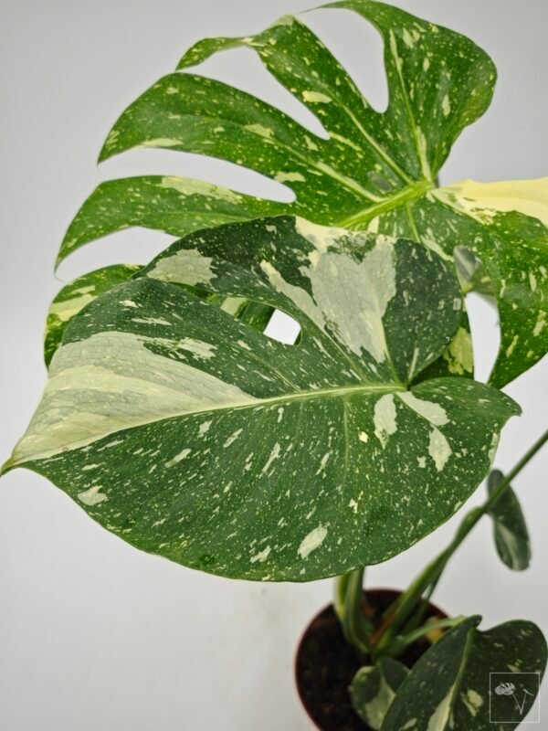 Monstera Thai Constellation (L) 5