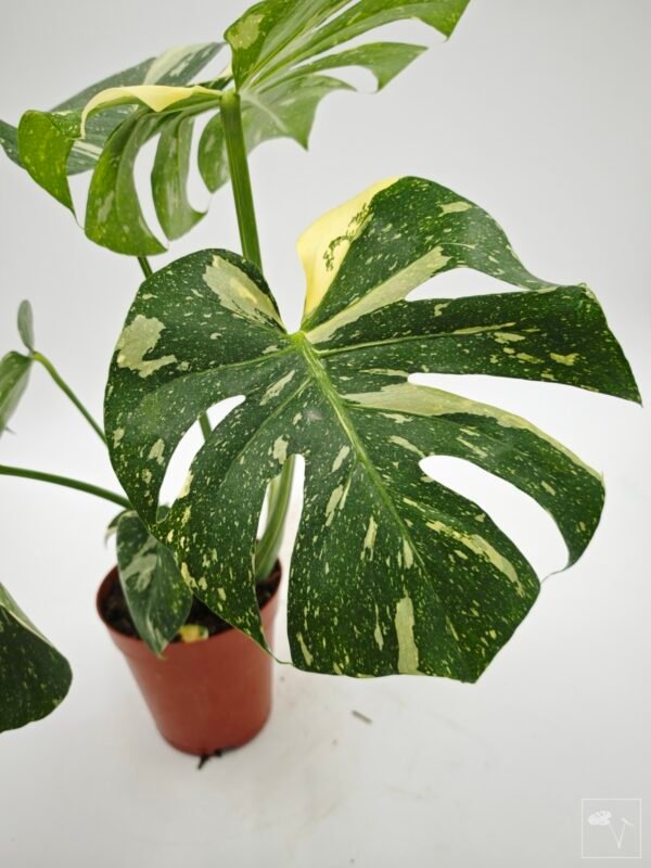 Monstera Thai Constellation (L) 5 - Imagen 5