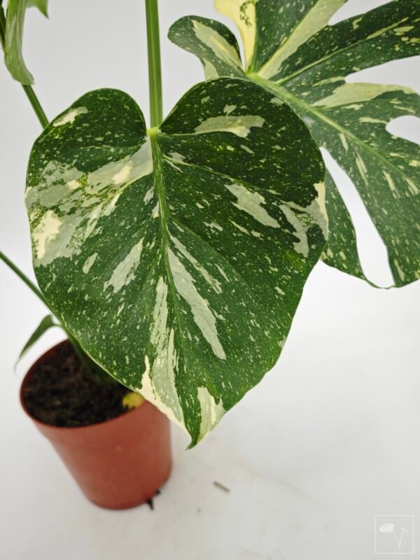 Monstera Thai Constellation (L) 5 - Imagen 6