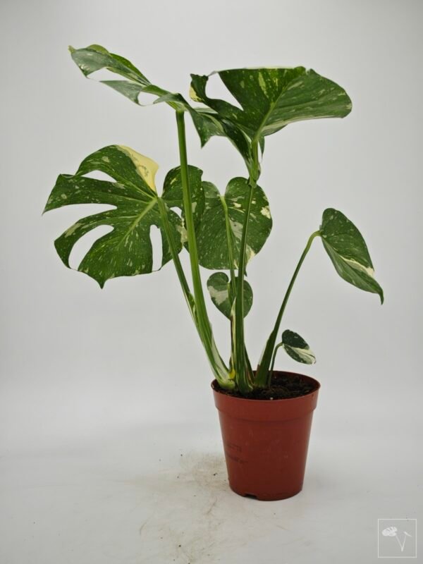 Monstera Thai Constellation (L) 5 - Imagen 7