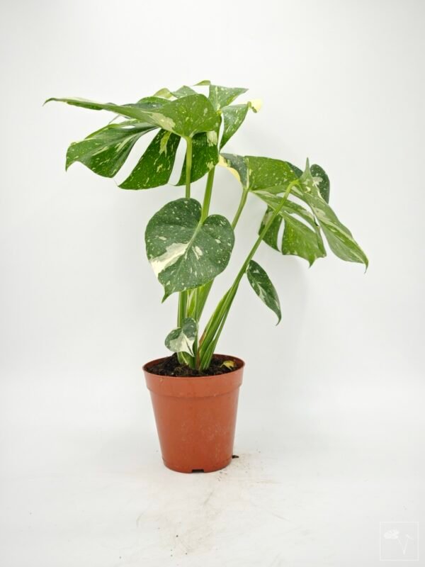 Monstera Thai Constellation (L) 5 - Imagen 8