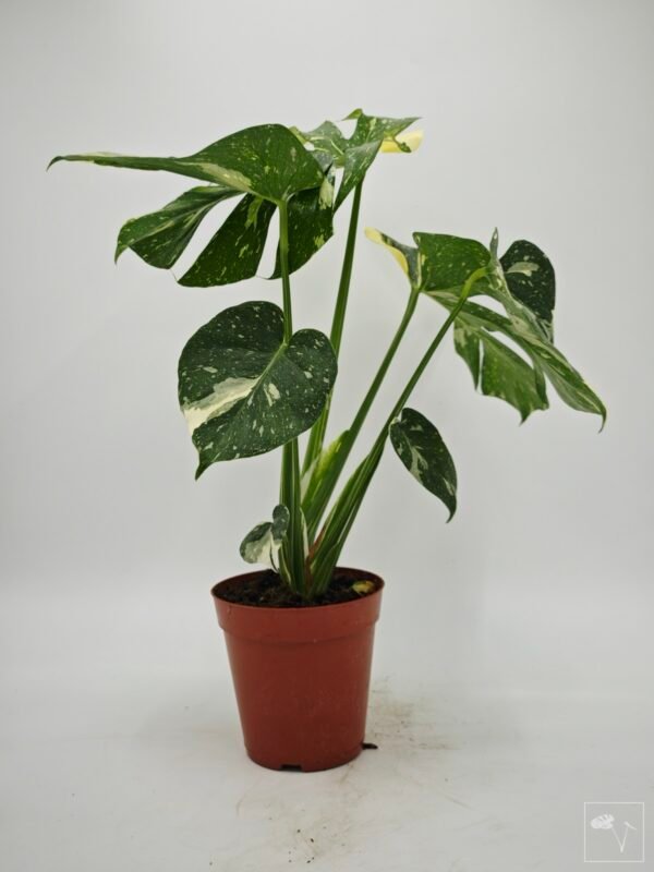 Monstera Thai Constellation (L) 5 - Imagen 9