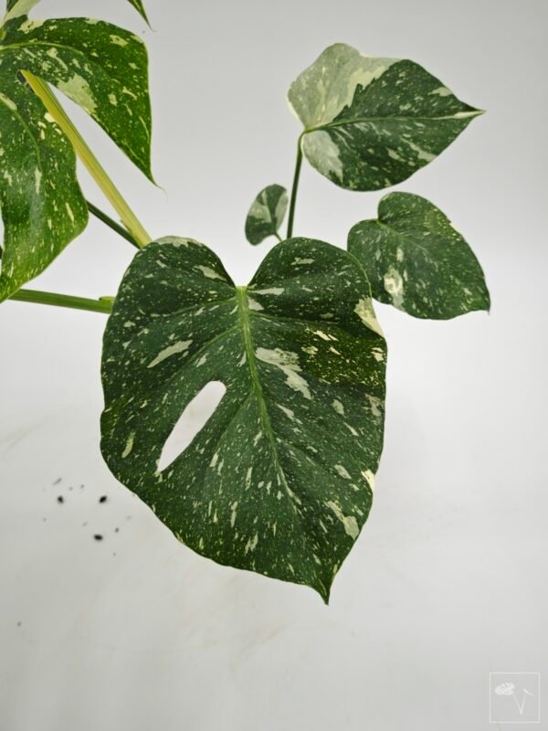 Monstera Thai Constellation (L) 7 - Imagen 2