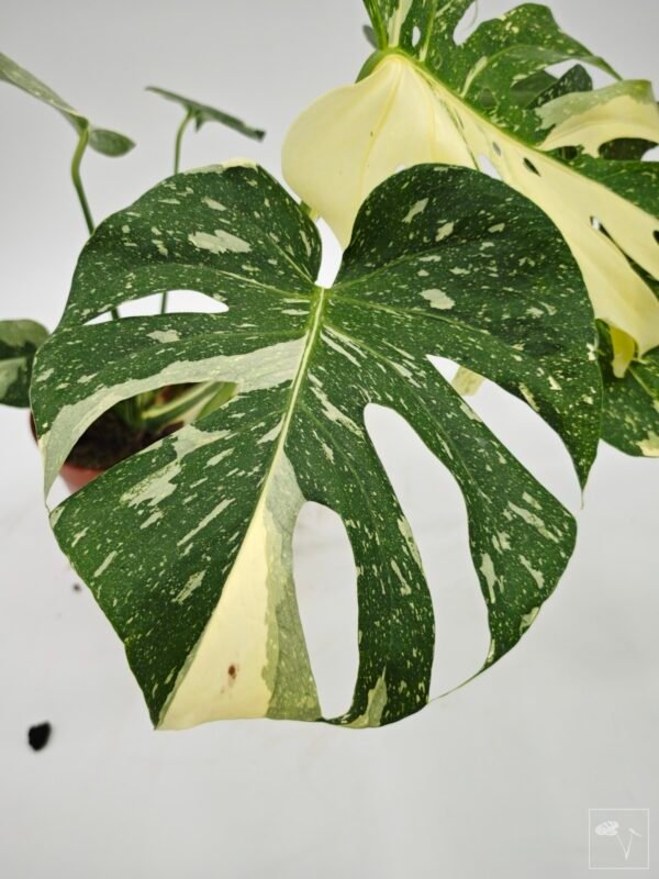 Monstera Thai Constellation (L) 7 - Imagen 3