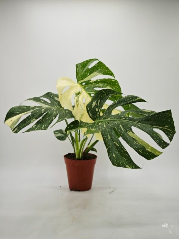 Monstera Thai Constellation (L) 7 - Imagen 4