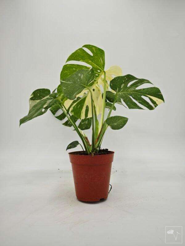 Monstera Thai Constellation (L) 7 - Imagen 5