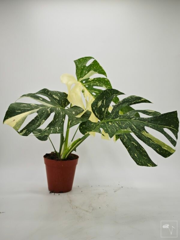 Monstera Thai Constellation (L) 7 - Imagen 6