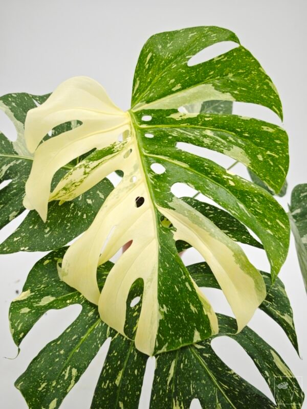 Monstera Thai Constellation (L) 7