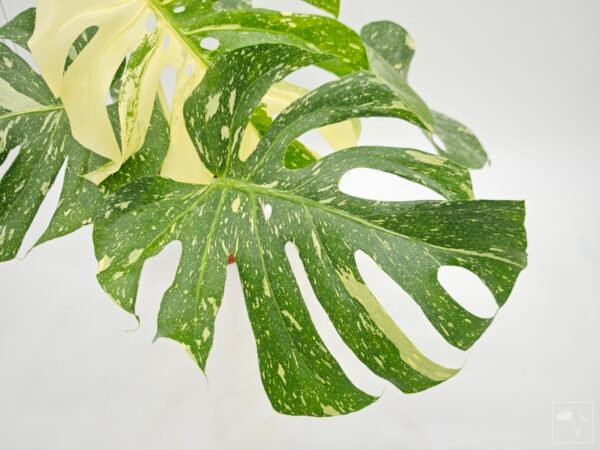 Monstera Thai Constellation (L) 7 - Imagen 8