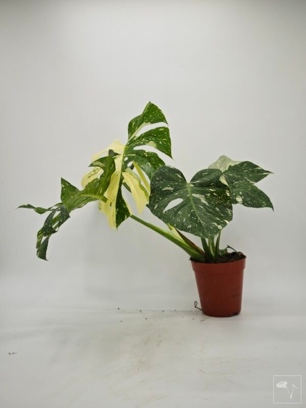 Monstera Thai Constellation (L) 7 - Imagen 9