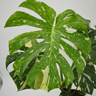 Monstera Thai Constellation (L)