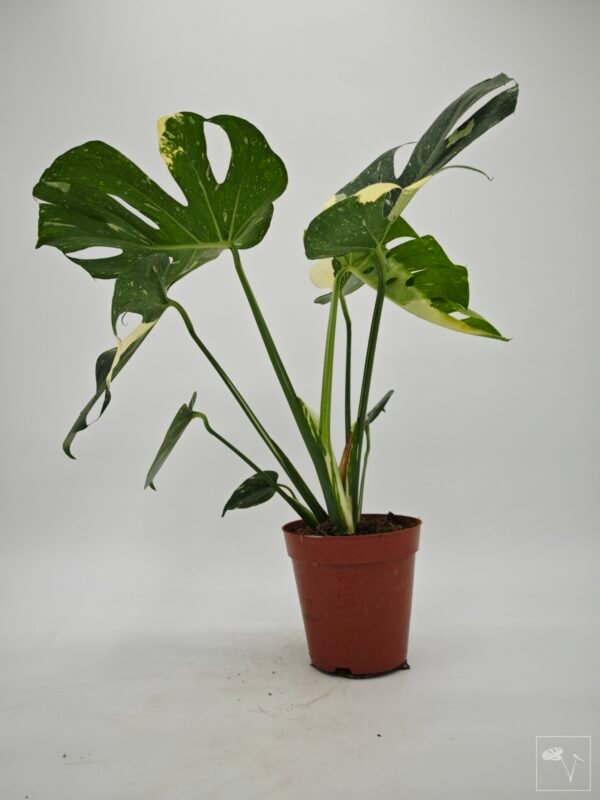 Monstera Thai Constellation (L) 9 - Imagen 2