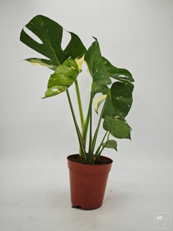 Monstera Thai Constellation (L) 9 - Imagen 3