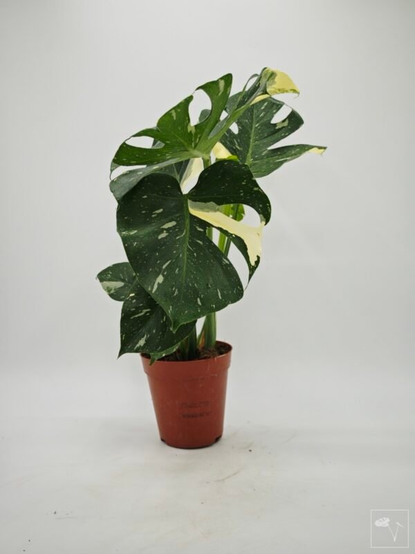 Monstera Thai Constellation (L) 9 - Imagen 4
