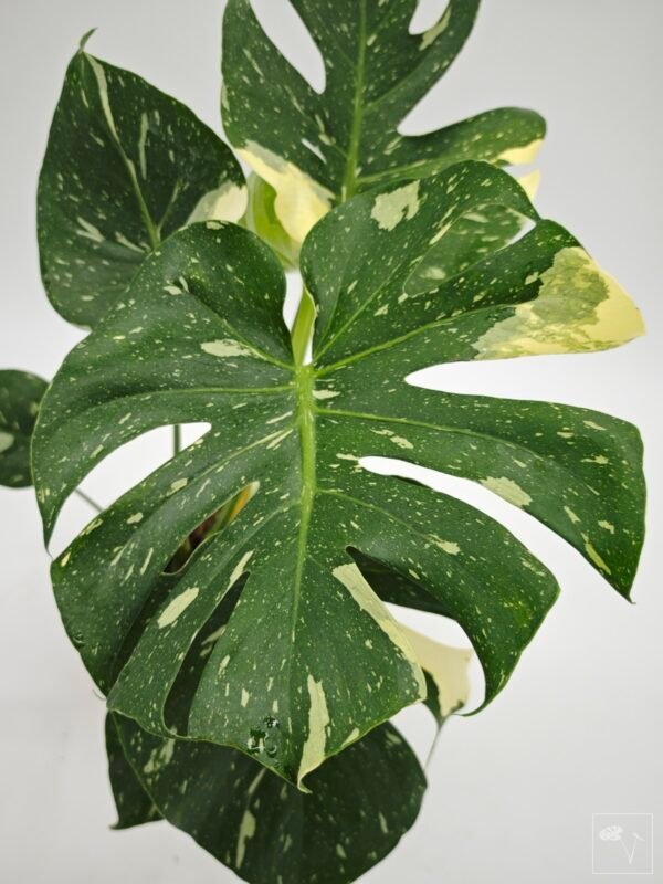 Monstera Thai Constellation (L) 9