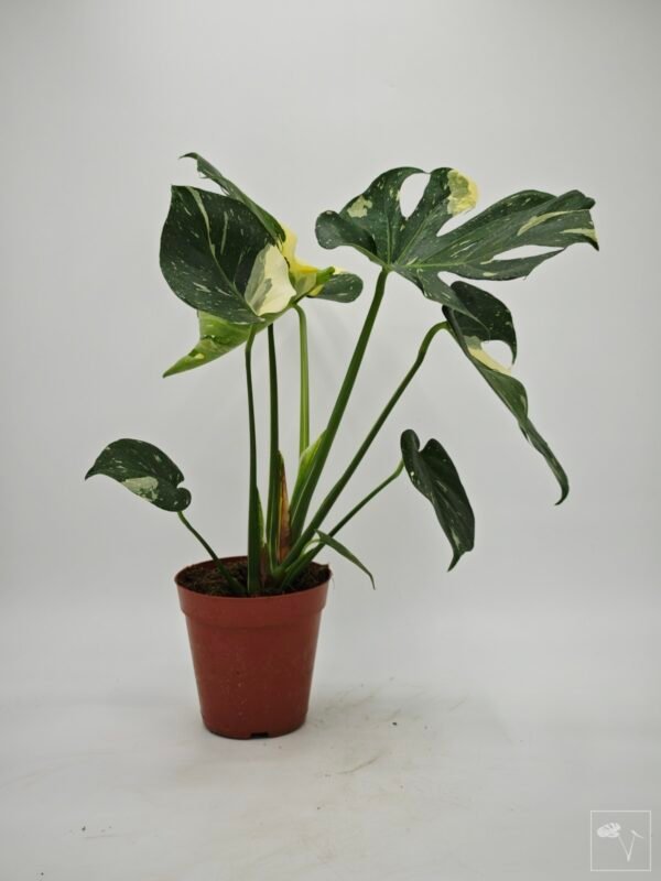Monstera Thai Constellation (L) 9 - Imagen 7