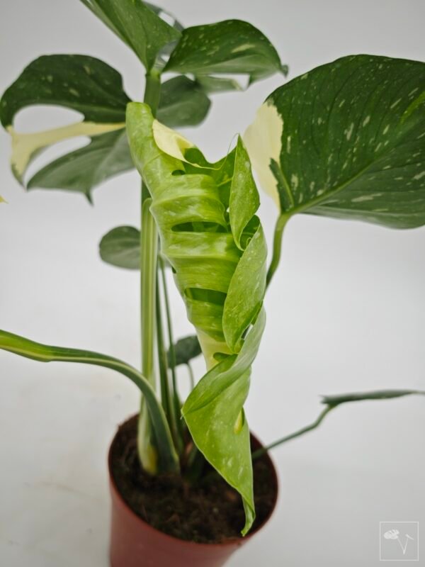 Monstera Thai Constellation (L) 9 - Imagen 8