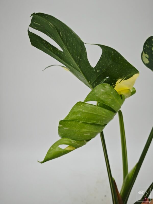 Monstera Thai Constellation (L) 9 - Imagen 9