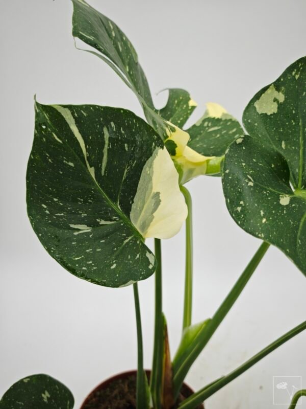 Monstera Thai Constellation (L) 9 - Imagen 10
