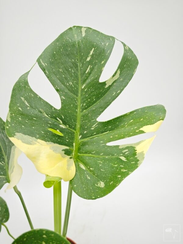 Monstera Thai Constellation (L) 9 - Imagen 11