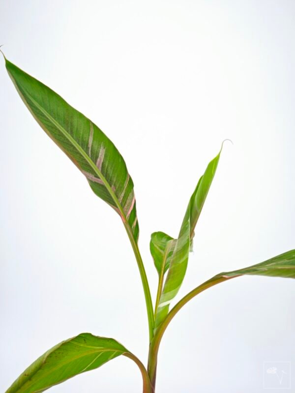Musa Nono Pink Variegata - Imagen 2
