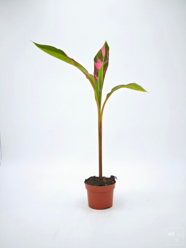 Musa Nono Pink Variegata - Imagen 3