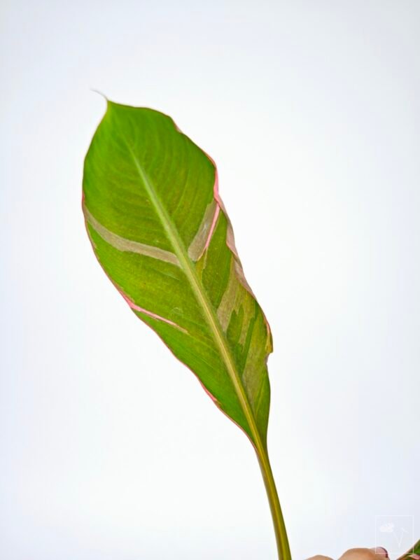 Musa Nono Pink Variegata - Imagen 4
