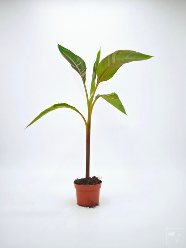 Musa Nono Pink Variegata - Imagen 6