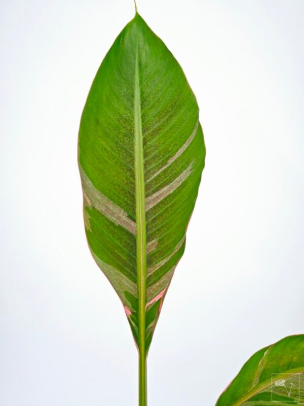 Musa Nono Pink Variegata