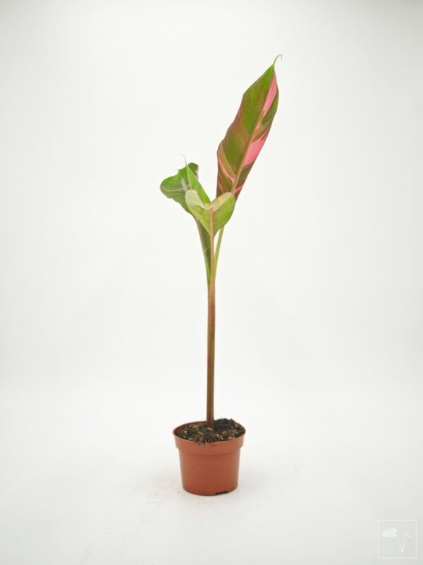 Musa Nono Pink Variegata - Imagen 9
