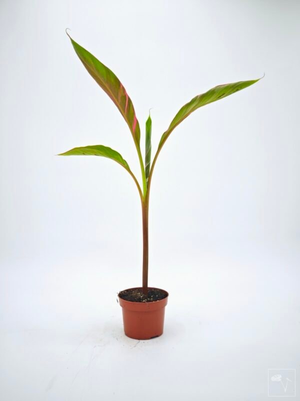 Musa Nono Pink Variegata - Imagen 10