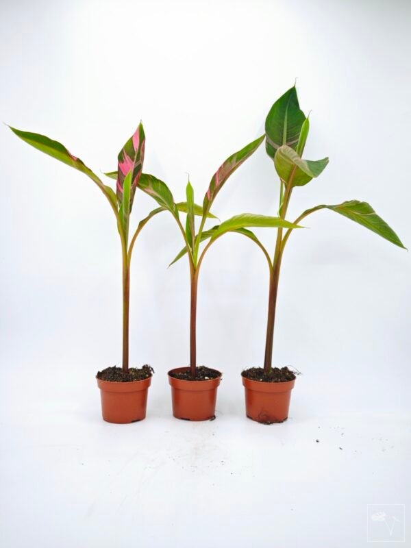 Musa Nono Pink Variegata - Imagen 11