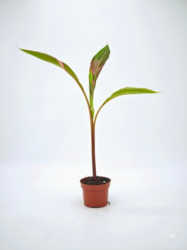 Musa Nono Pink Variegata - Imagen 12