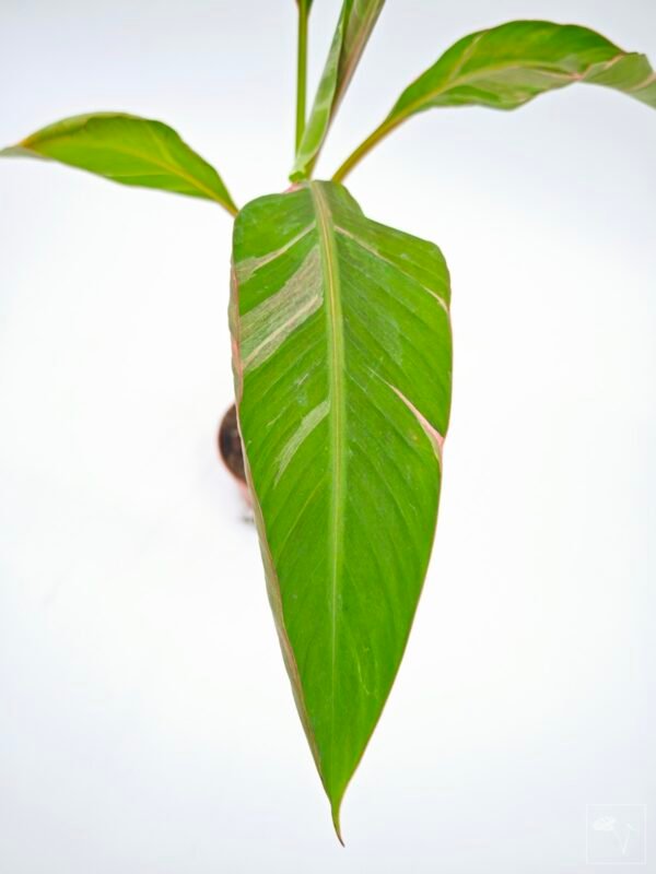 Musa Nono Pink Variegata - Imagen 13