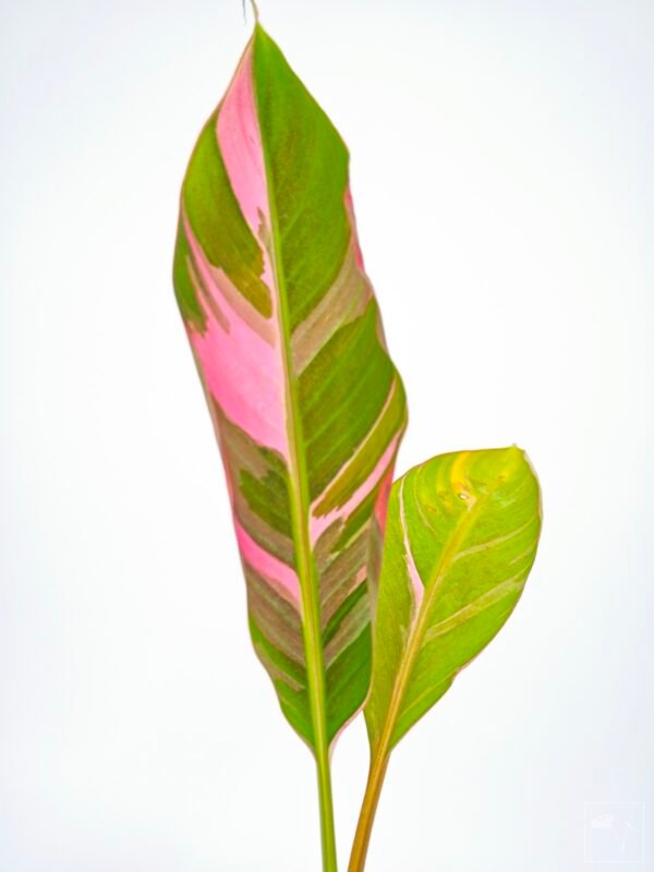 Musa Nono Pink Variegata - Imagen 15