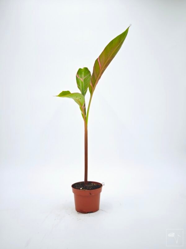 Musa Nono Pink Variegata - Imagen 16