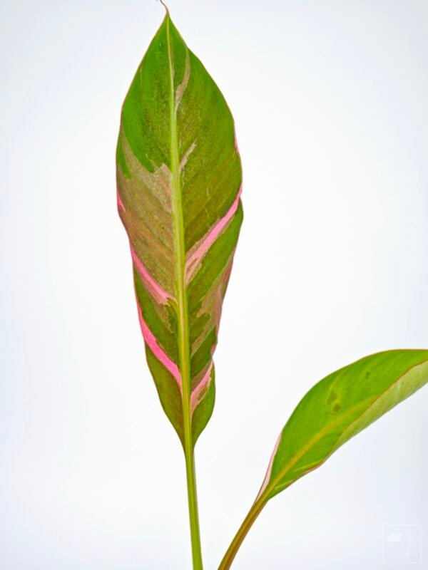 Musa Nono Pink Variegata - Imagen 17