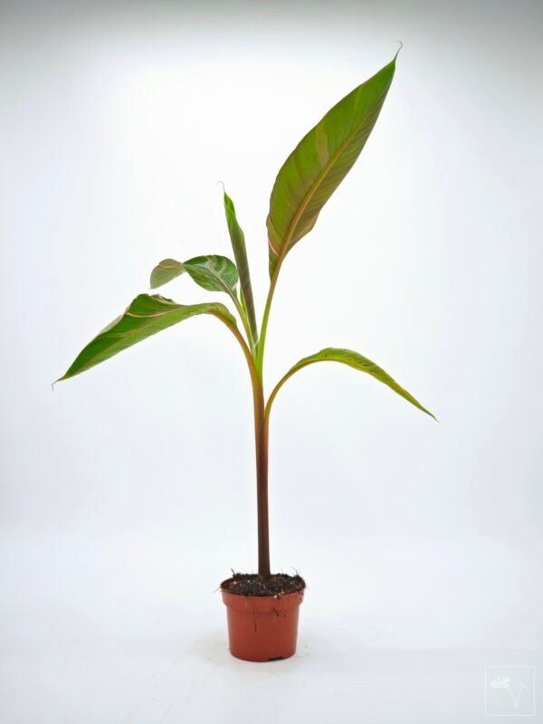 Musa Nono Pink Variegata - Imagen 18