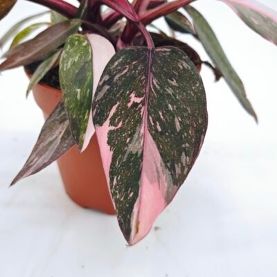 Philodendron Burgundy Pink Princess Variegata